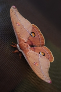 moth