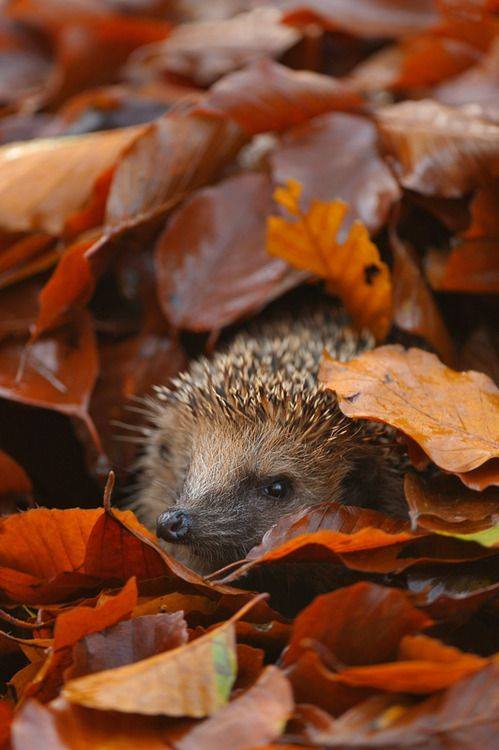 hedgehog fall